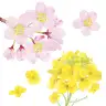 桜と菜の花（3月）