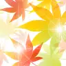 もみじ（11月）