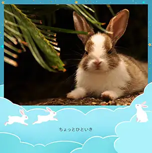 月とうさぎ（9月）のフォトブック表紙