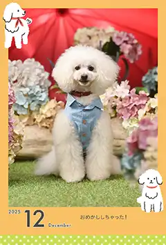 トイプードルのこよみフォトカレンダーなし