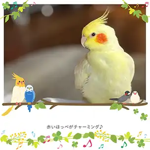 鳥のフォトブック表紙