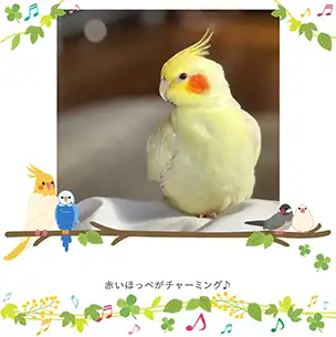 鳥のフォトブック表紙（縦写真）