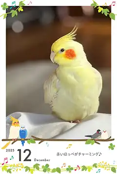 鳥のこよみフォトカレンダーなし